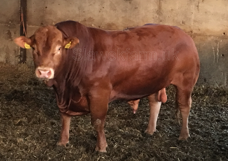 Slawekfarm, Tredon Herd, Livestock Sales, Pedigree, Polled Limousin, Cambridge UK photo 2