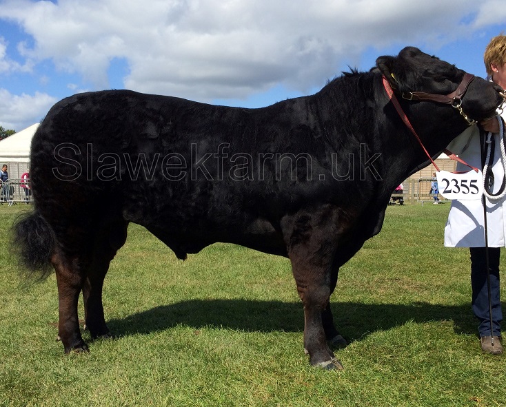 Slawekfarm, Tredon Herd, Livestock Sales, Pedigree, Polled Limousin, Cambridge UK photo 1