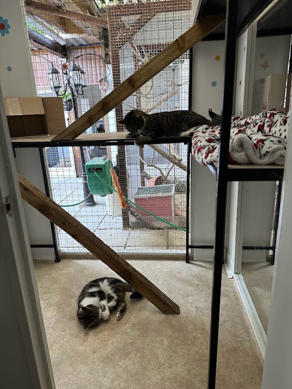 Shangri-La Cattery photo 3