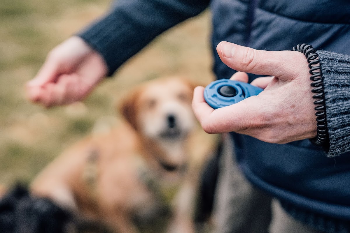 DogScout Training photo 1