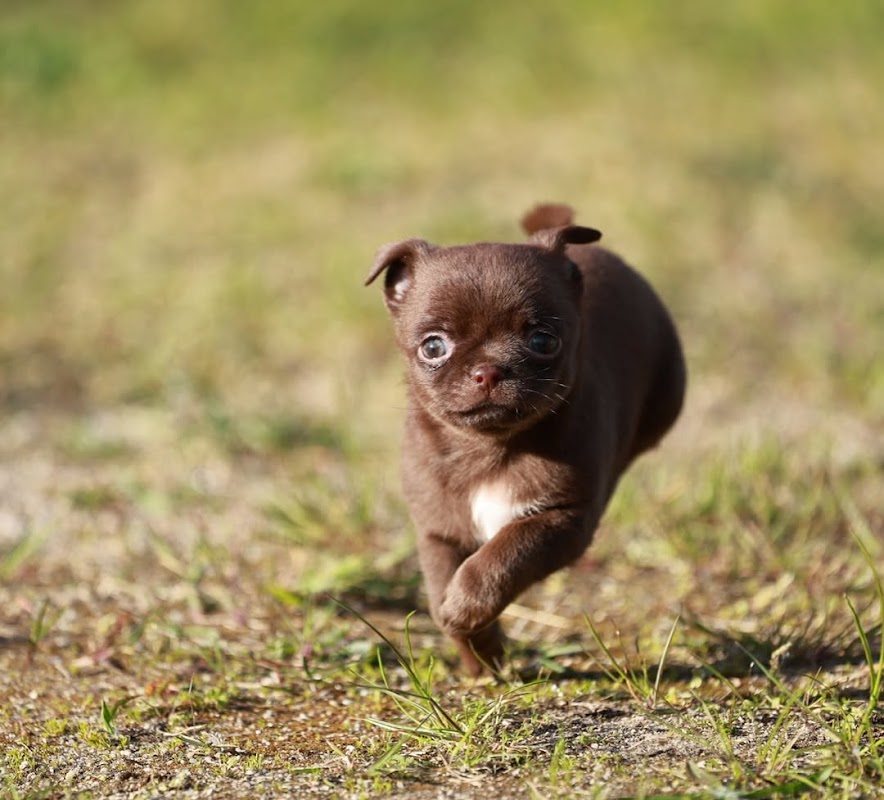 THC Royal chihuahua