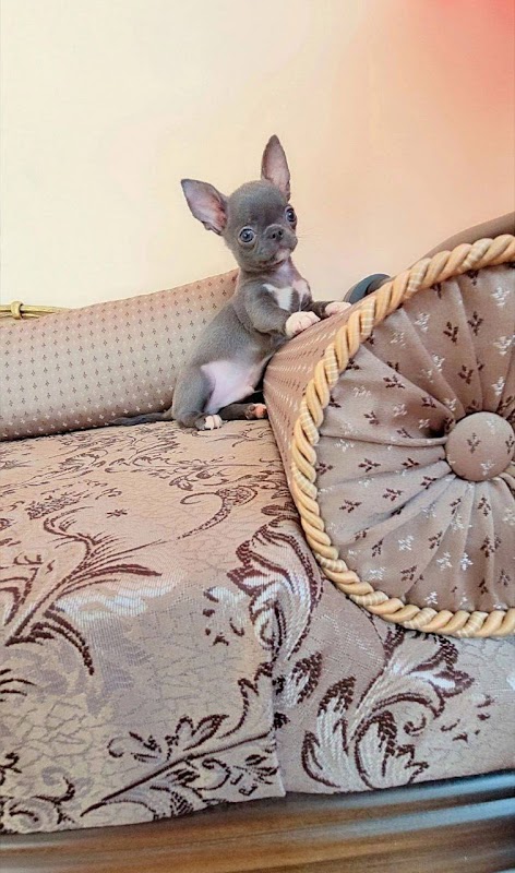 THC Royal chihuahua photo 3