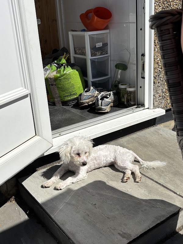 All Dogs Matter photo 1