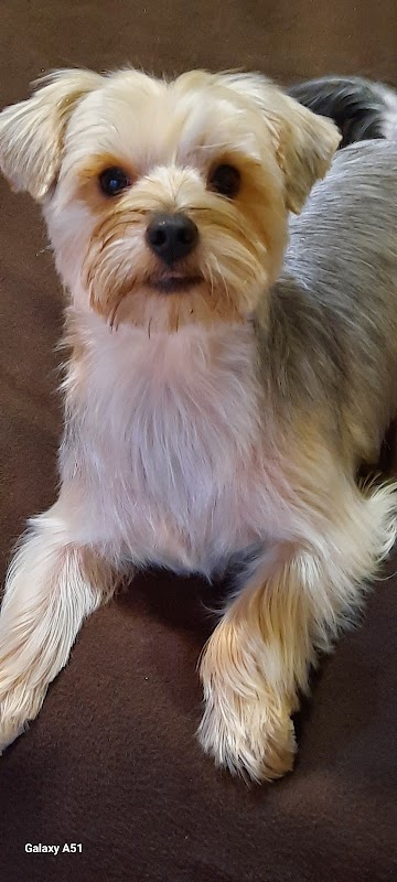 All Dogs Matter photo 2