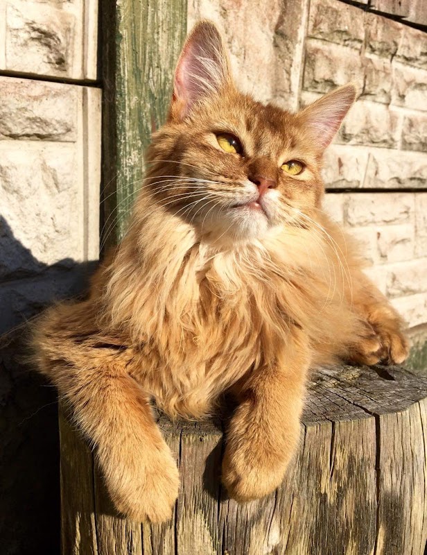 Cox Green Cattery photo 2