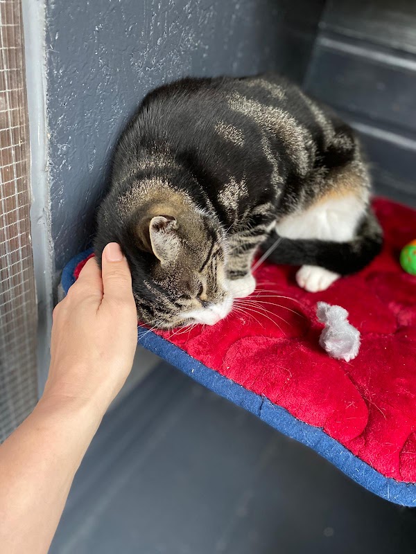 Cox Green Cattery photo 3