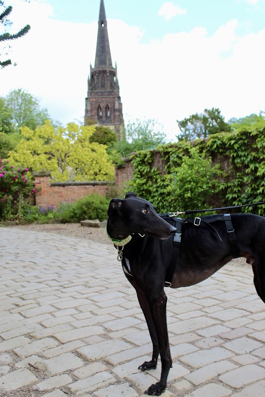 Sheffield Retired Greyhounds