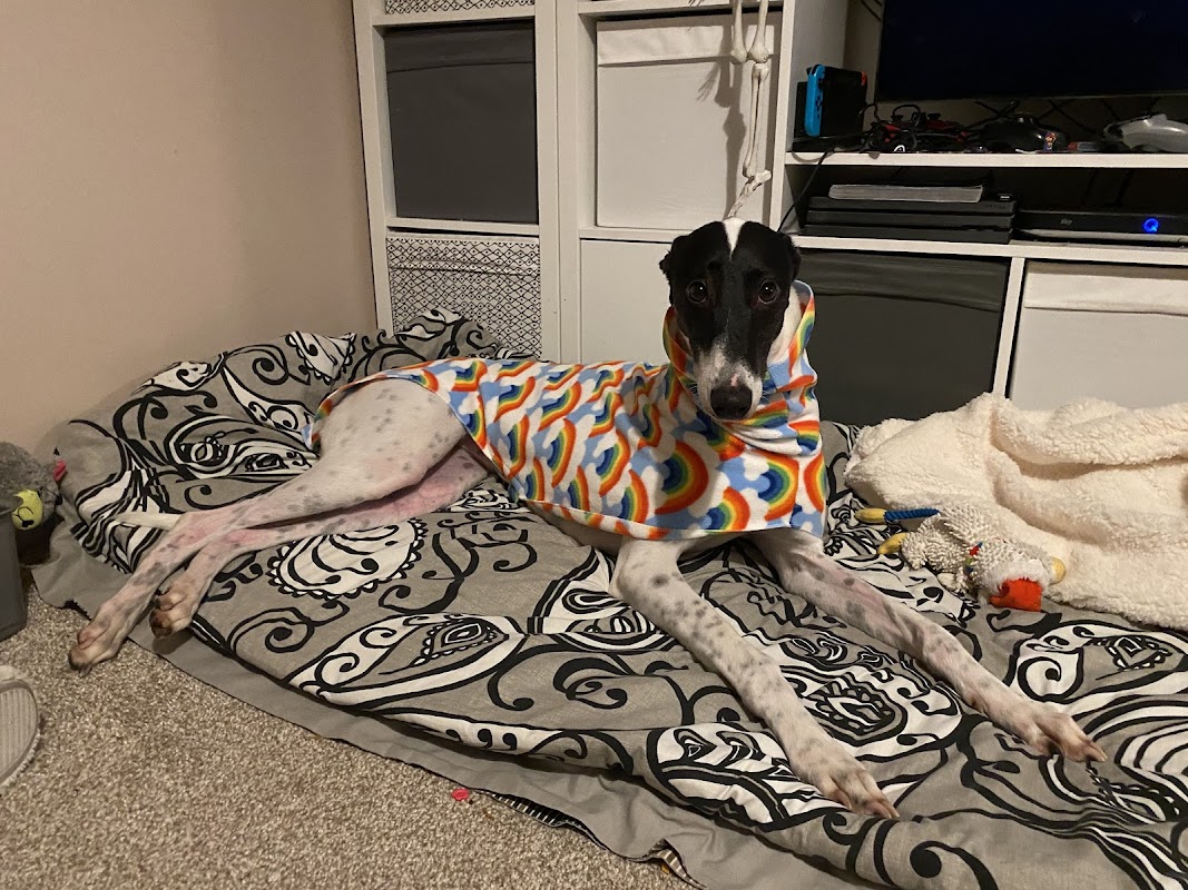Sheffield Retired Greyhounds photo 2