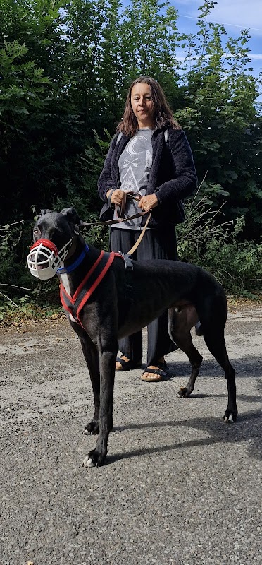 Sheffield Retired Greyhounds photo 1