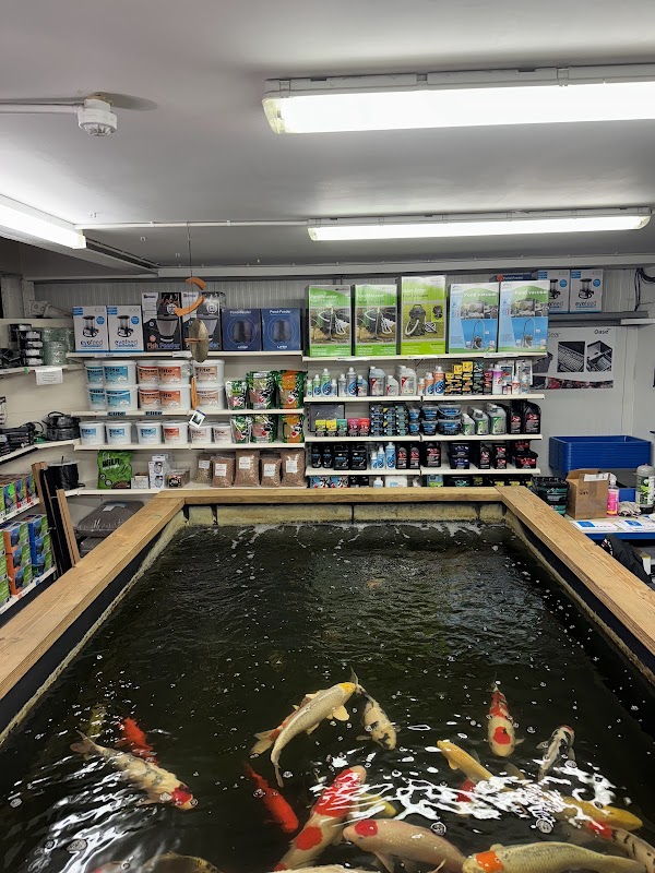 King's Lynn Koi
