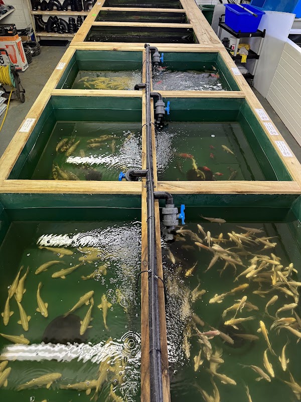 King's Lynn Koi photo 1